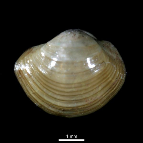 Yoldiella solidula