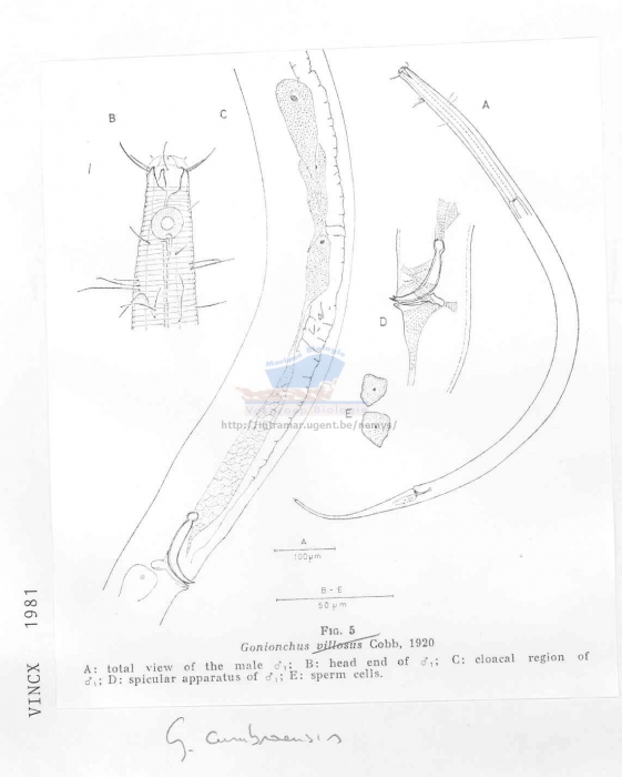 Gonionchus cumbraensis