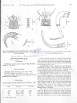 Gonionchus longicaudatus