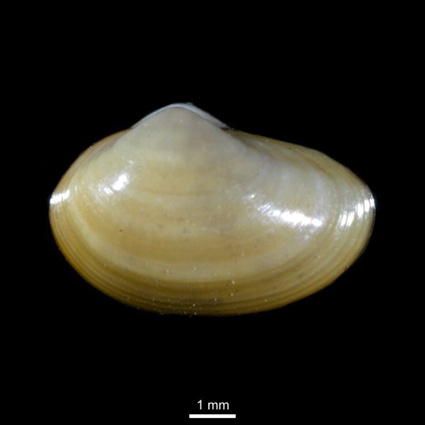 Yoldiella lenticula