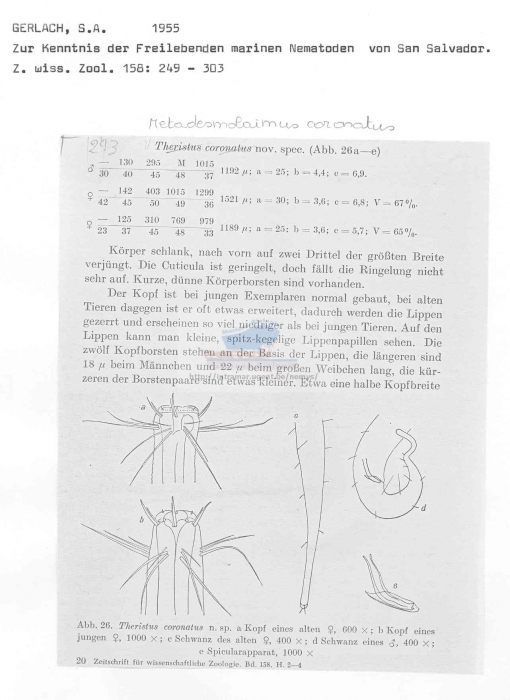 Metadesmolaimus coronatus