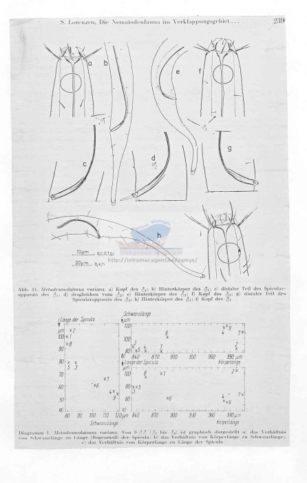 Metadesmolaimus varians