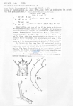 Metadesmolaimus tersus