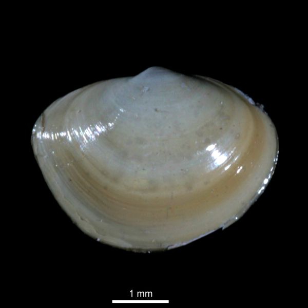 Yoldiella frigida Yoldiella frigida