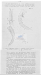 Nematode file-library of the Marine Biology Section (Ghent University, Belgium)