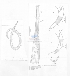 Rhynchonema deconincki