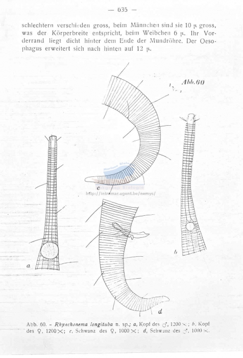 Rhynchonema longituba