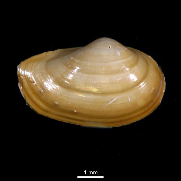 Yoldiella intermedia