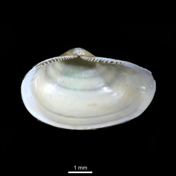 Yoldiella intermedia