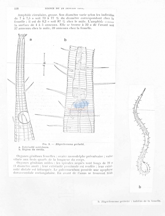 Rhynchonema gerlachi