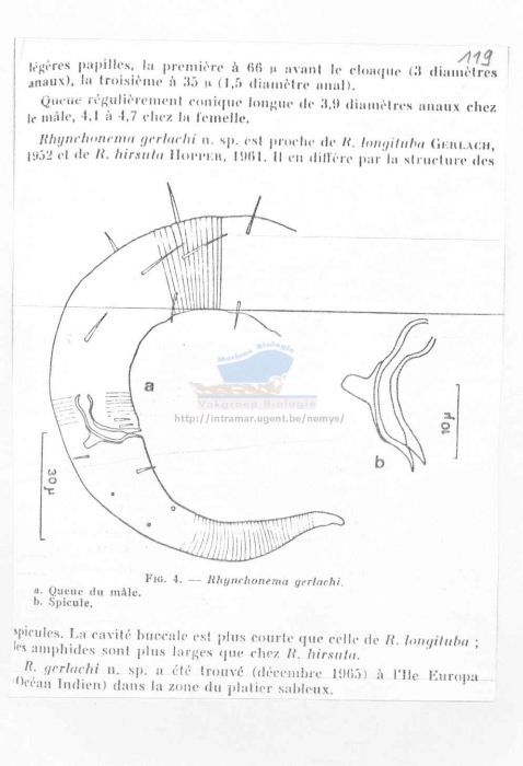 Rhynchonema gerlachi