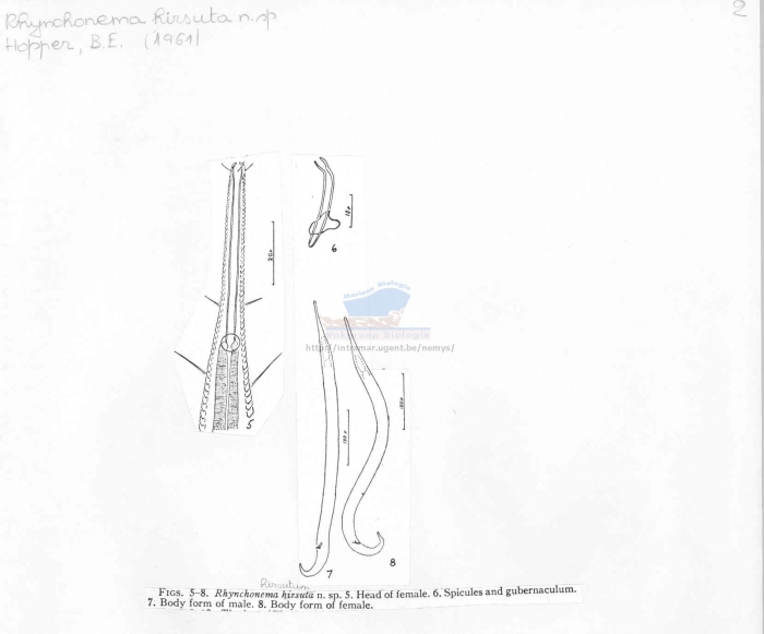 Rhynchonema hirsutum