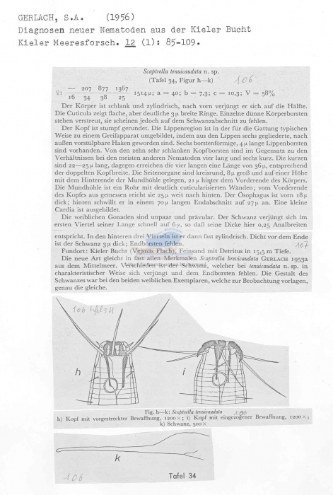 Scaptrella tenuicaudata