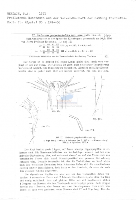 Steineria polychaetoides