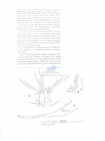 Steineria aegyptica