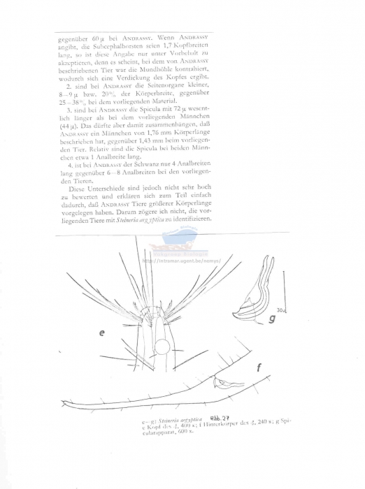 Steineria aegyptica