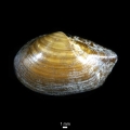 Mollusca (molluscs)