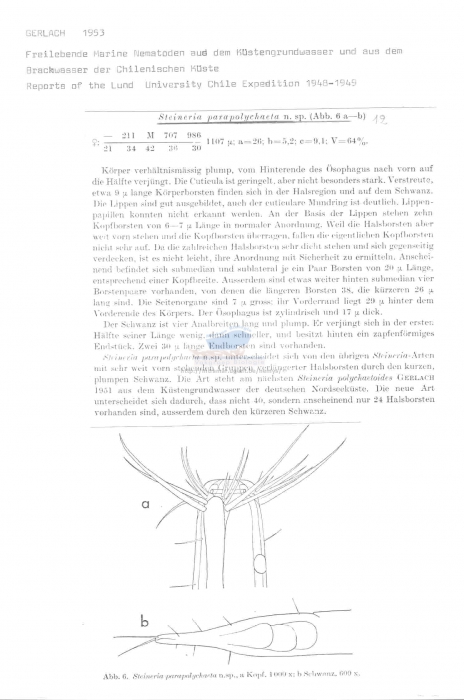 Steineria parapolychaeta