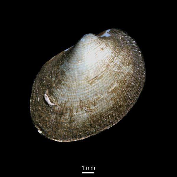 Bathyarca glacialis