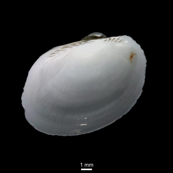 Bathyarca glacialis