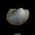 Mollusca (molluscs)