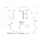 Nematode file-library of the Marine Biology Section (Ghent University, Belgium)
