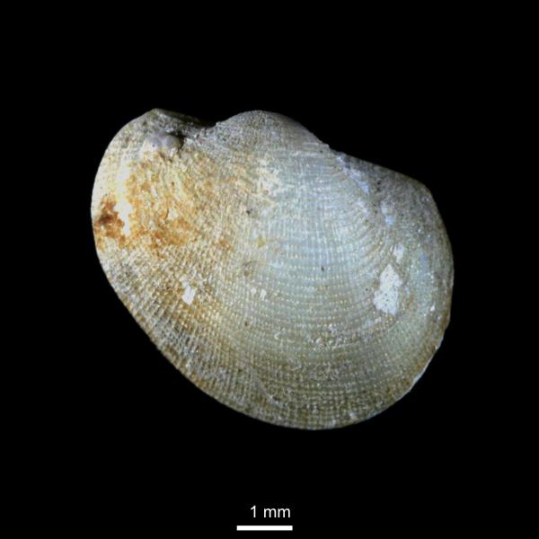 Bathyarca pectunculoides Bathyarca pectunculoides