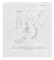 Nematoda (roundworms)