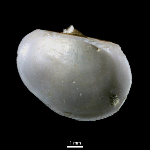 Bathyarca pectunculoides Bathyarca pectunculoides