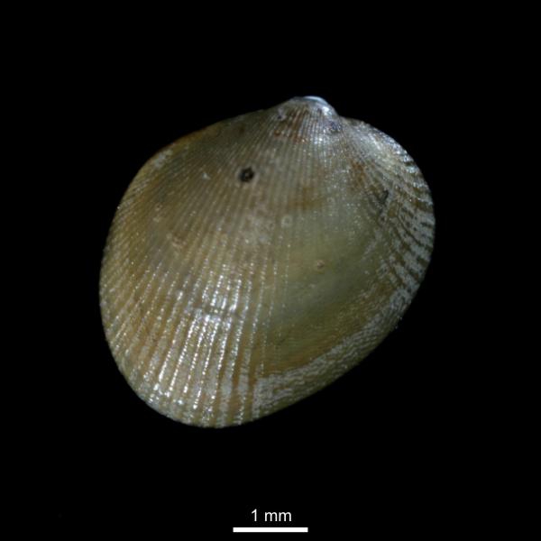 Musculus corrugatus