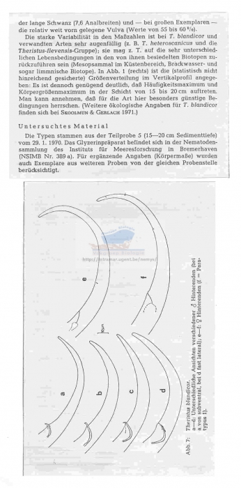 Theristus blandicor