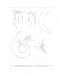 Nematode file-library of the Marine Biology Section (Ghent University, Belgium)
