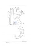 Nematode file-library of the Marine Biology Section (Ghent University, Belgium)