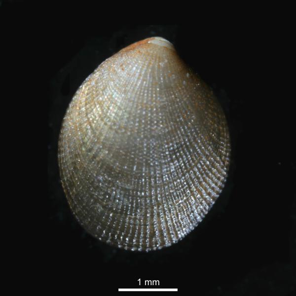 Crenella decussata Crenella decussata