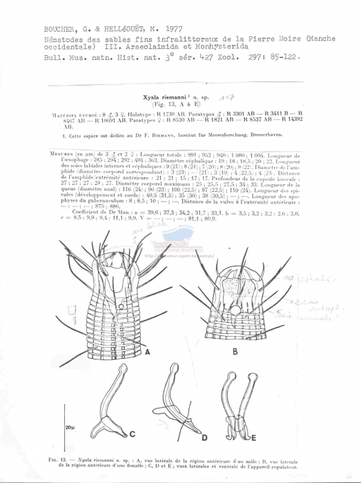 Xyala riemanni Xyala riemanni