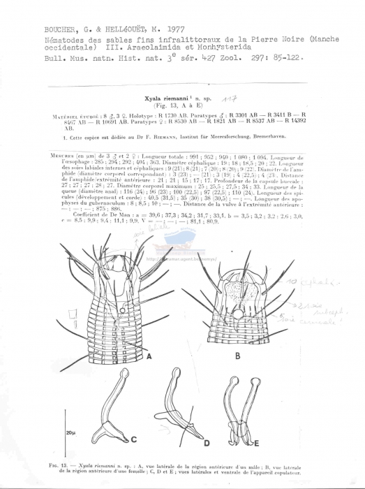 Xyala riemanni