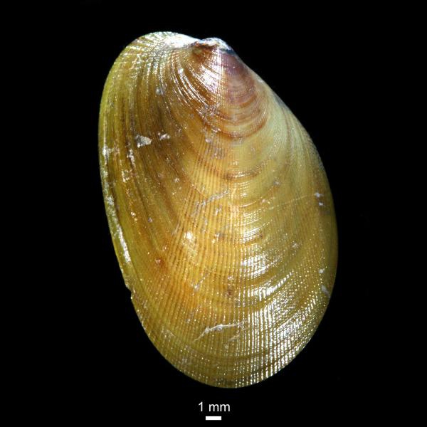 Musculus niger