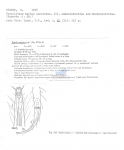 Nematode file-library of the Marine Biology Section (Ghent University, Belgium)
