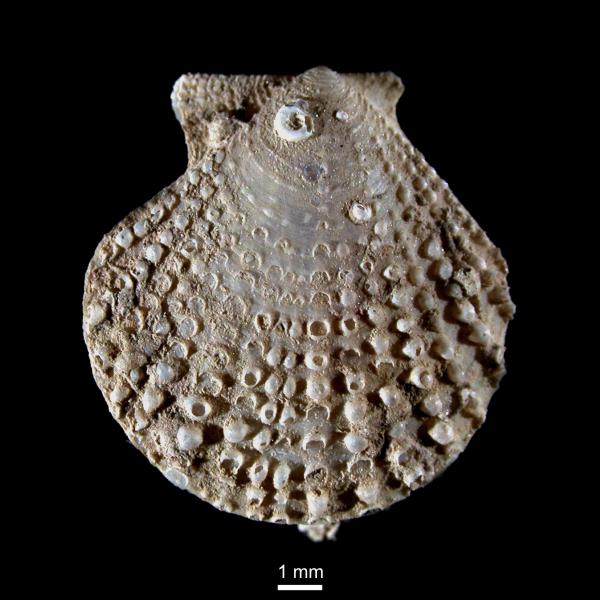 Cyclopecten imbrifer