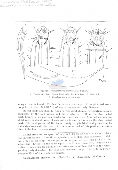 Sphaerolaimus macrocirculus