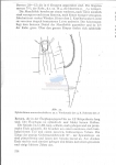 Sphaerolaimus macrocirculoides