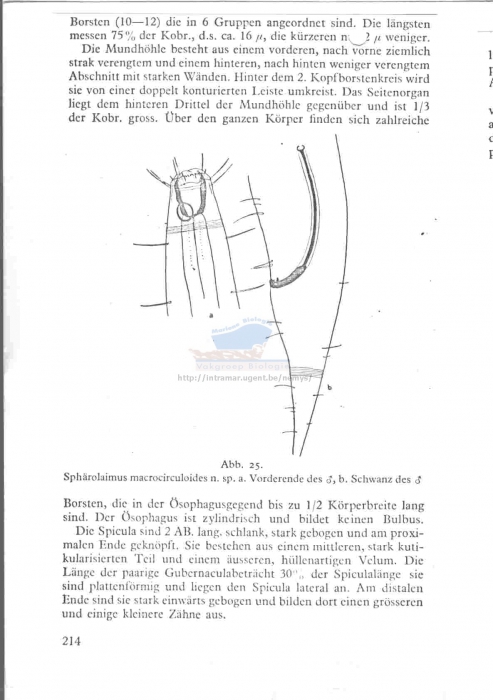 Sphaerolaimus macrocirculoides