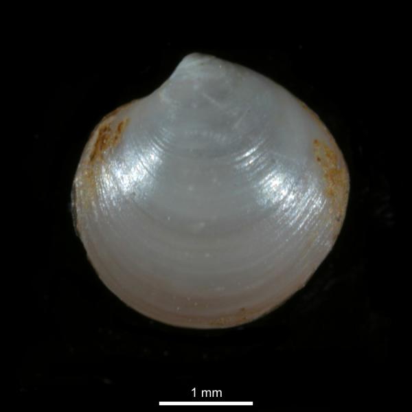 Axinopsida orbiculata Axinopsida orbiculata