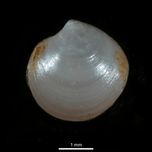 Axinopsida orbiculata