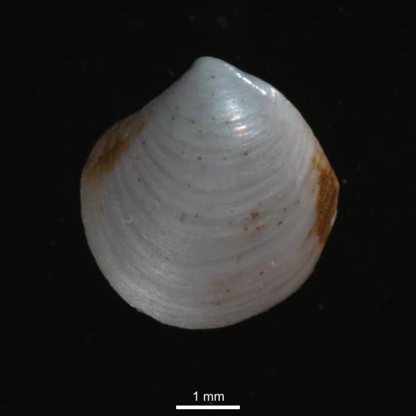 Thyasira dunbari Thyasira dunbari