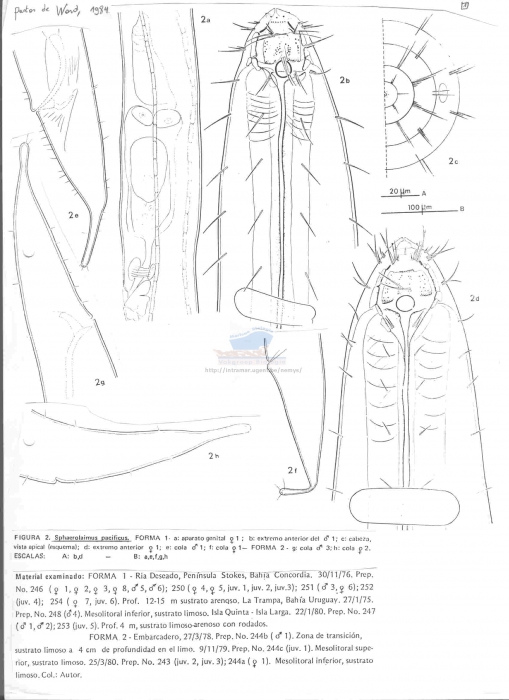 Sphaerolaimus pacificus