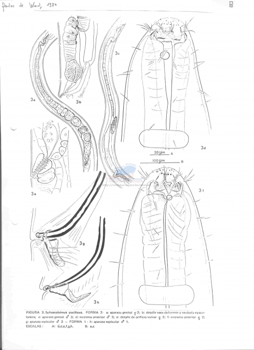 Sphaerolaimus pacificus