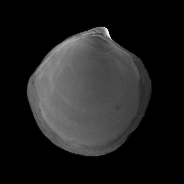 Thyasira dunbari Thyasira dunbari