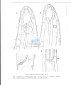 Nematoda (roundworms)