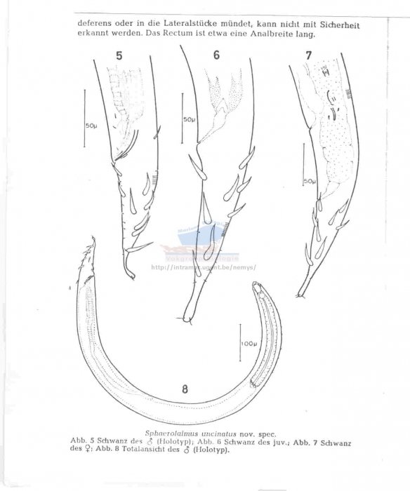 Sphaerolaimus uncinatus